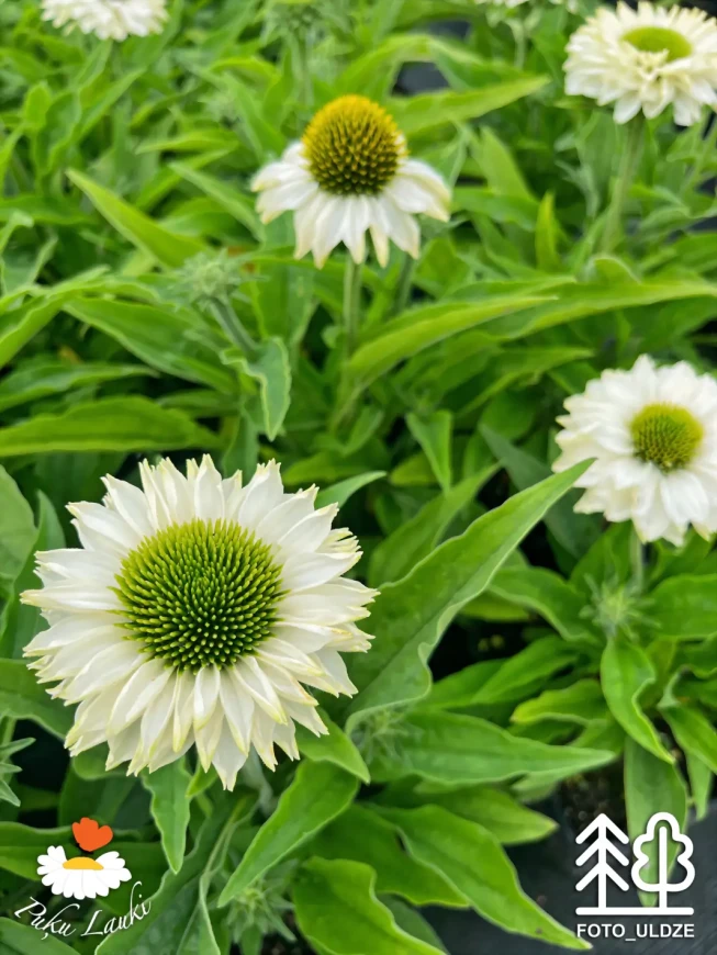 Echinacea   SUNSEEKERS WHITE PERFECTION = 'Apecssiwh'